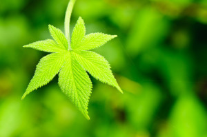 tasteandc.biz Green just a little while longer  