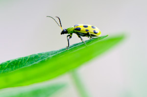 tasteandc.biz 6253979398_38b5bb46d4_b  