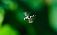 Image &copy; from Flickr Creative Commons by EJP Photo