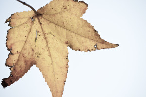 tasteandc.biz 6340170385_7726aaefc6_b  