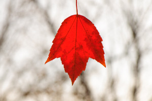 tasteandc.biz 6358658255_1c7889f35c_b  