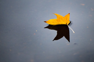 tasteandc.biz 6386280793_930558837e_b  